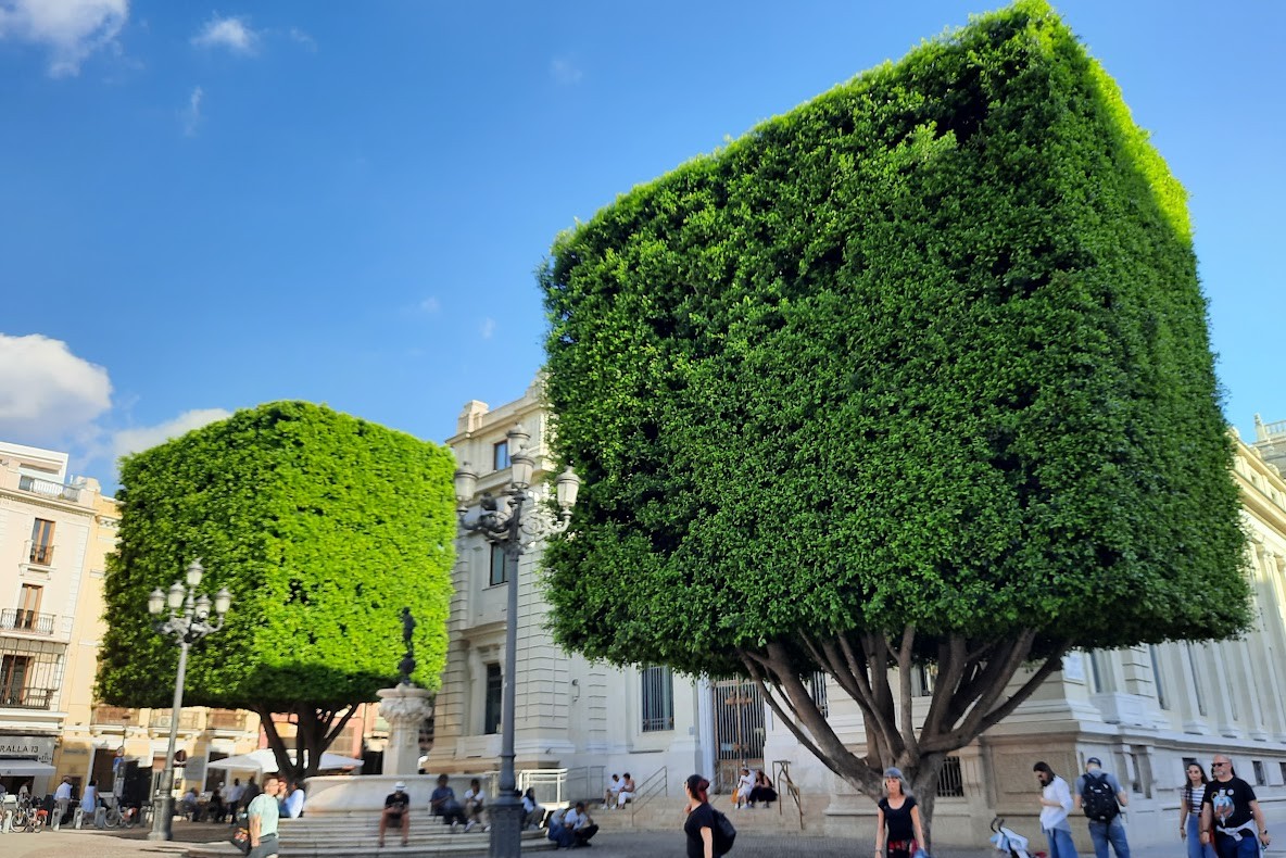 Interesting trees in Seville